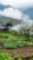 Deborah in the springtime showcasing her lush green vegetable garden.